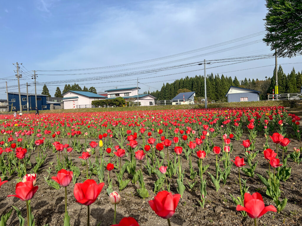 大湯地区のチューリップ畑
