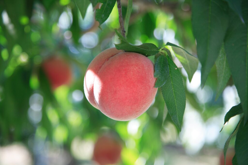 北限の桃狩り体験