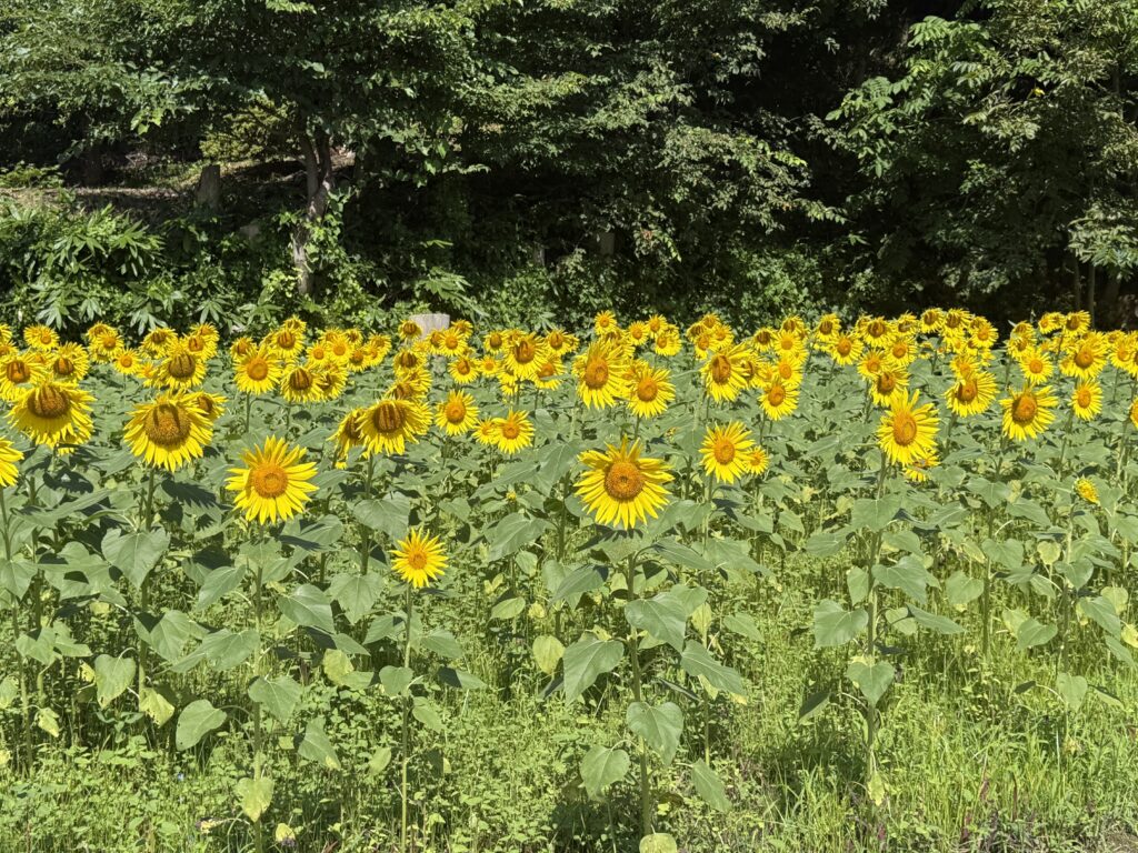 大地のひまわり