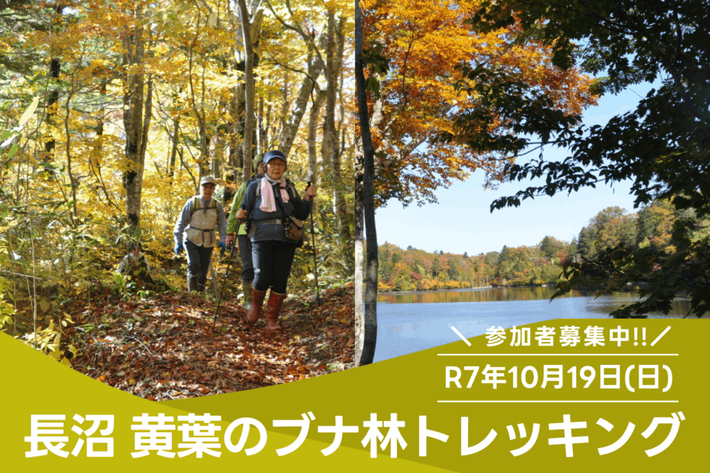 長沼 黄葉のブナ林トレッキング