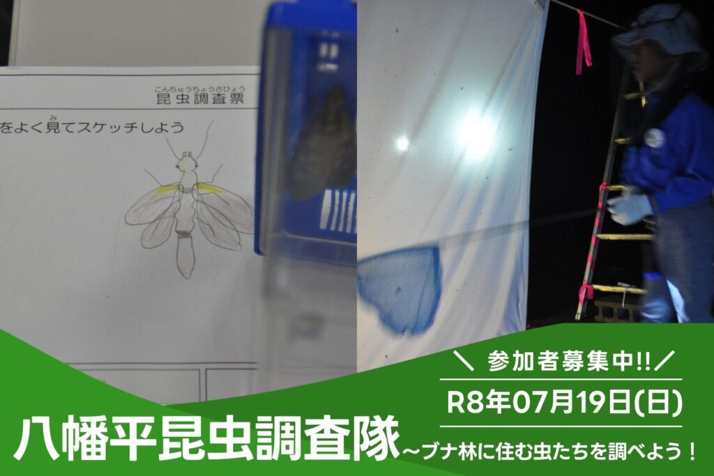 八幡平昆虫調査隊～ブナ林に住む虫たちを調べよう！