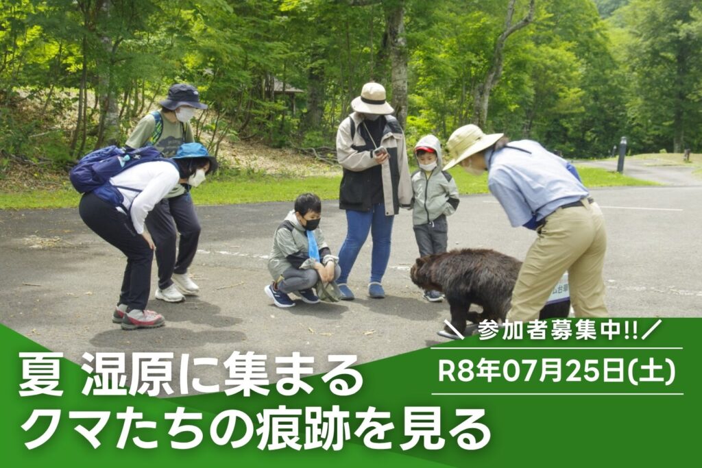 夏 湿原に集まるクマたちの痕跡を見る